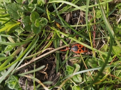 Pyrrhocoris apterus