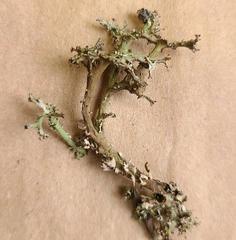 Cladonia multiformis