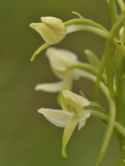Platanthera