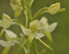 Platanthera