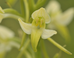 Platanthera