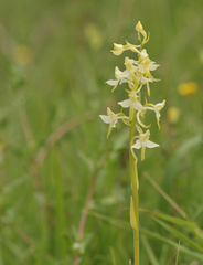 Platanthera
