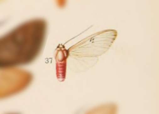 Idalus dilucida