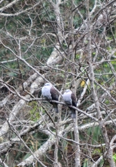 Ducula badia