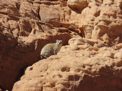 Procavia capensis ruficeps
