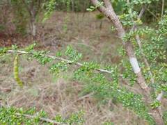 Poitea paucifolia