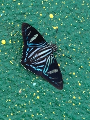 Phocides pigmalion