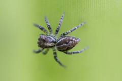 Euophryini