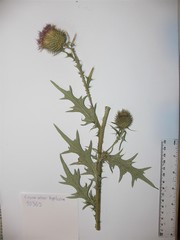 Cirsium hypoleucum