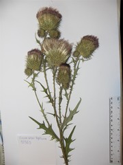Cirsium hypoleucum