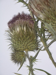 Cirsium hypoleucum