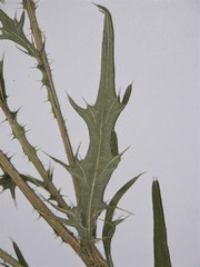 Cirsium hypoleucum
