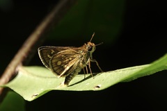 Taractrocera ardonia