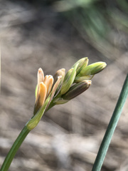 Dipcadi serotinum serotinum