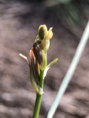 Dipcadi serotinum serotinum