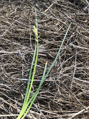 Dipcadi serotinum serotinum