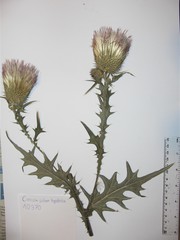 Cirsium hypoleucum