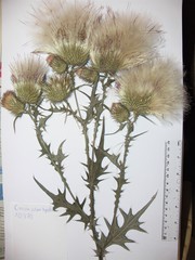 Cirsium hypoleucum