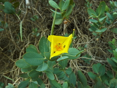 Dendromecon harfordii