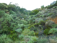 Dendromecon harfordii