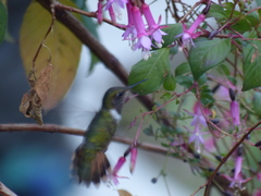 Selasphorus scintilla