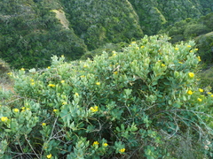 Dendromecon harfordii