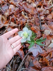 Helleborus purpurascens