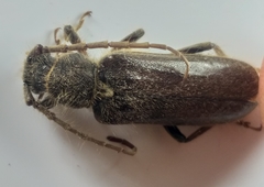 Crinarnoldius xavieri