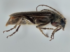 Crinarnoldius xavieri