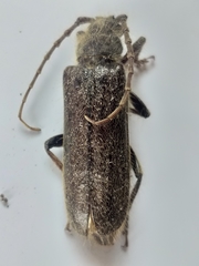 Crinarnoldius xavieri