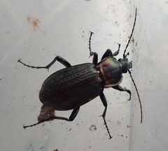 Carabus morbillosus