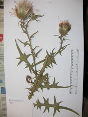 Cirsium vulgare vulgare