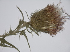 Cirsium vulgare vulgare