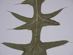 Cirsium vulgare vulgare