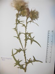 Cirsium vulgare vulgare