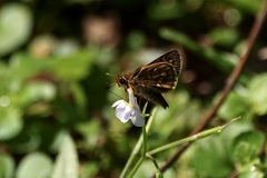 Taractrocera ardonia