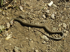 Pituophis catenifer pumilus