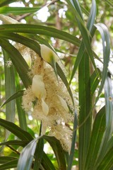 Pandanus montanus