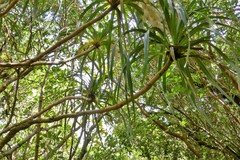 Pandanus montanus