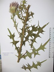 Cirsium vulgare vulgare