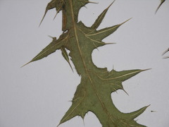 Cirsium vulgare vulgare