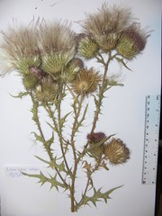 Cirsium vulgare vulgare