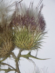 Cirsium vulgare vulgare