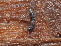 Anomognathus cuspidatus