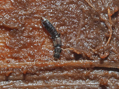 Anomognathus cuspidatus