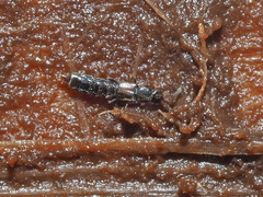 Anomognathus cuspidatus