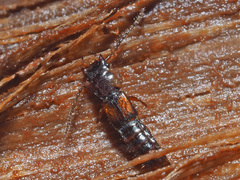 Siagonium quadricorne