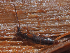 Siagonium quadricorne