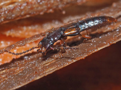 Siagonium quadricorne