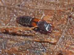 Siagonium quadricorne